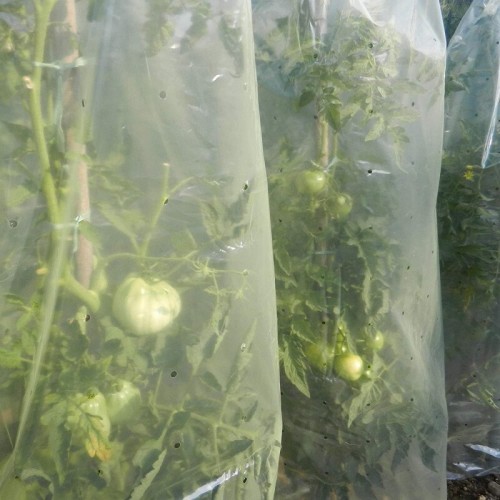 MR. TOMATO 0,60 x 10m tubular film for growing tomatoes